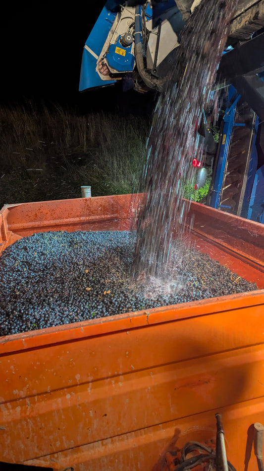 Billet paysan #57 | Vendanges 2025 | Cinsault